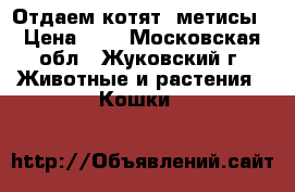 Отдаем котят, метисы › Цена ­ 1 - Московская обл., Жуковский г. Животные и растения » Кошки   